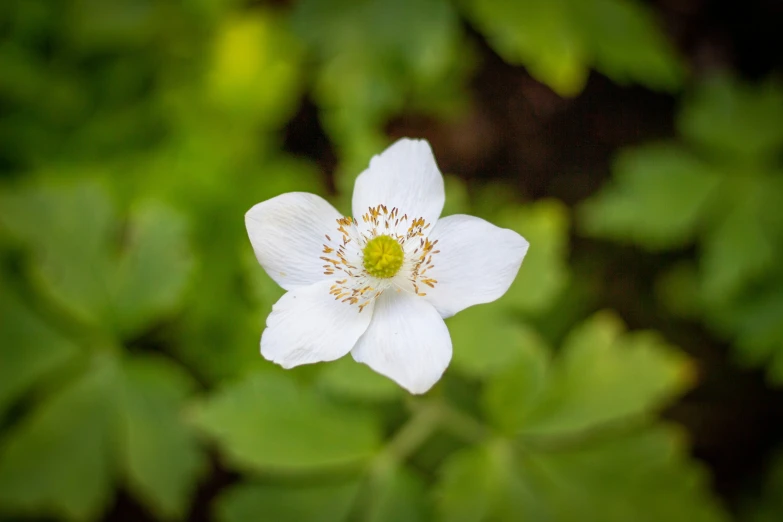 a white and yellow flower sitting on top of a green plant