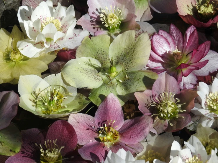 a close up of many different colored flowers