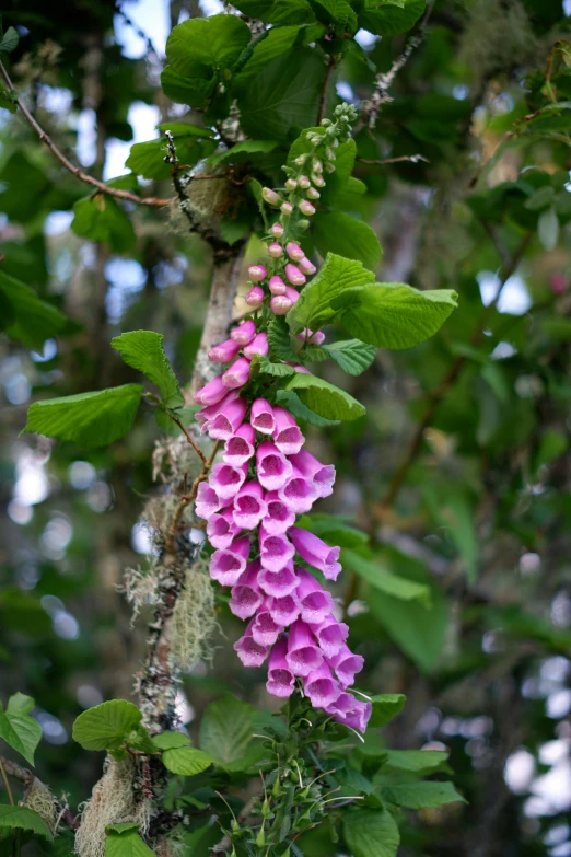 pink flowers growing on a tree nch in a forest