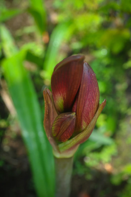 a red flower budding next to some green grass