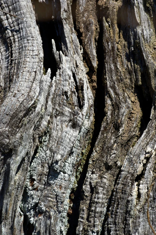 this is a very close up picture of an animal in a rocky area