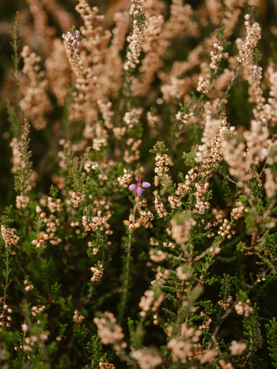 pink flowers are growing among the green and brown leaves