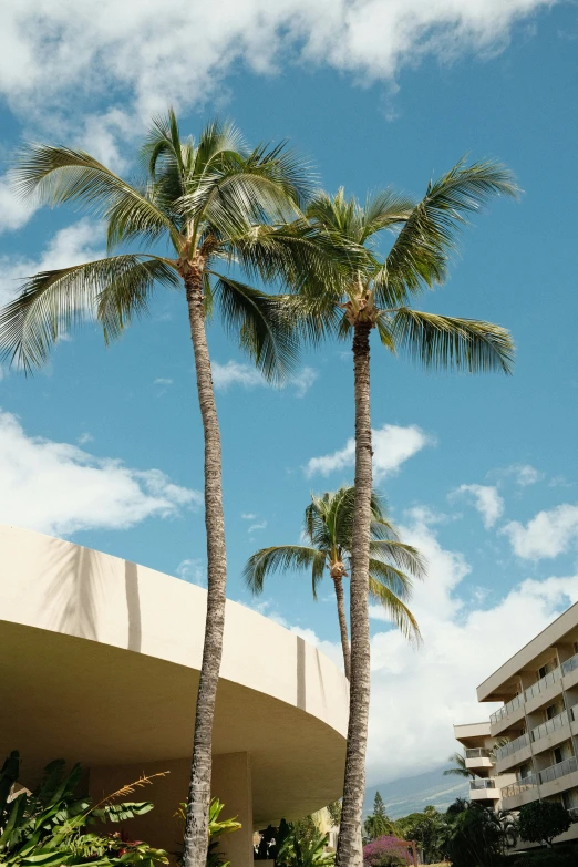 two palm trees in front of a multi - story building