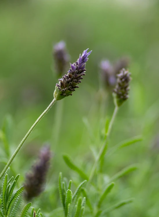 purple flowers in the middle of a green field