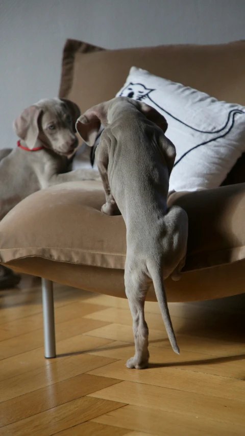 two dogs are sitting on the floor playing with pillows