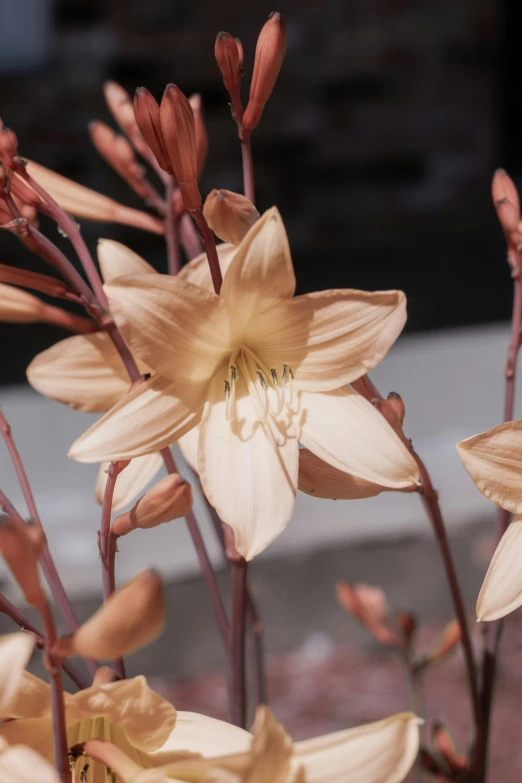 a flower has red stems and is in the foreground