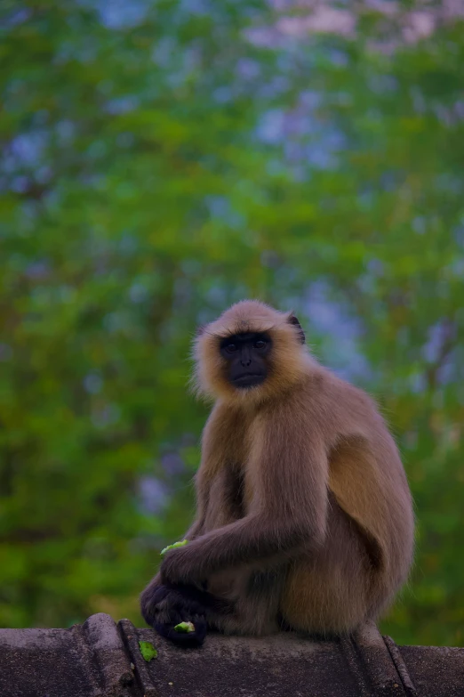 a monkey that is sitting on a wooden ledge