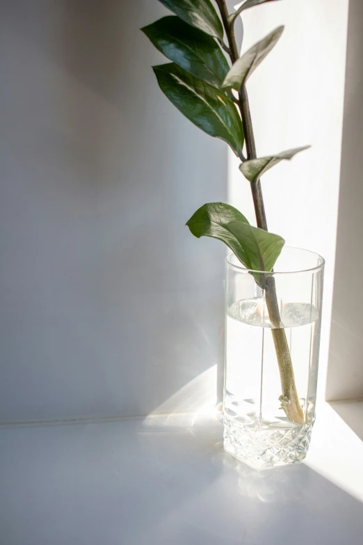 a tall plant in a glass full of water