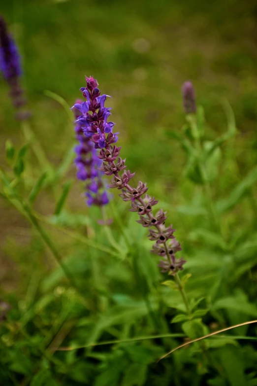 a purple plant with lots of flowers in front of it