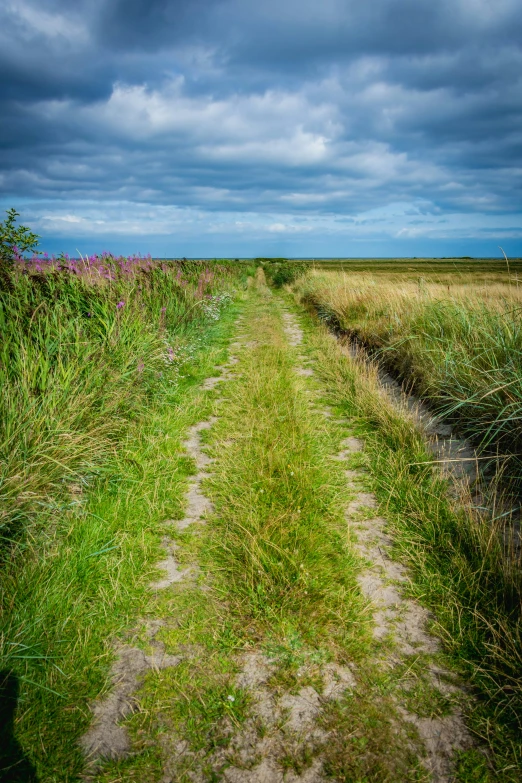 a road going through some grass with some flowers in the field