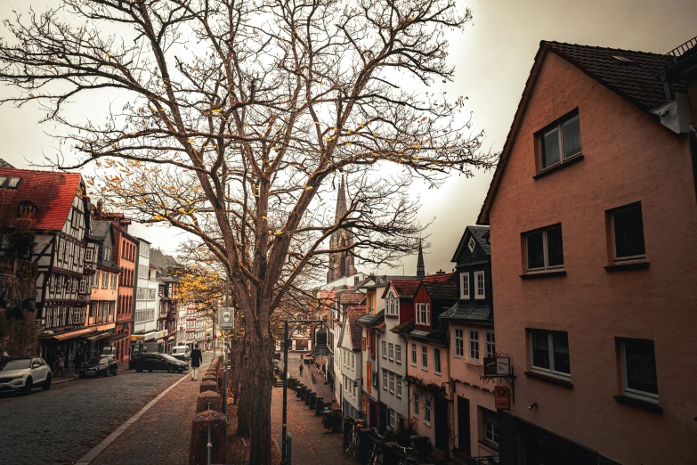 an old tree in the middle of a narrow street