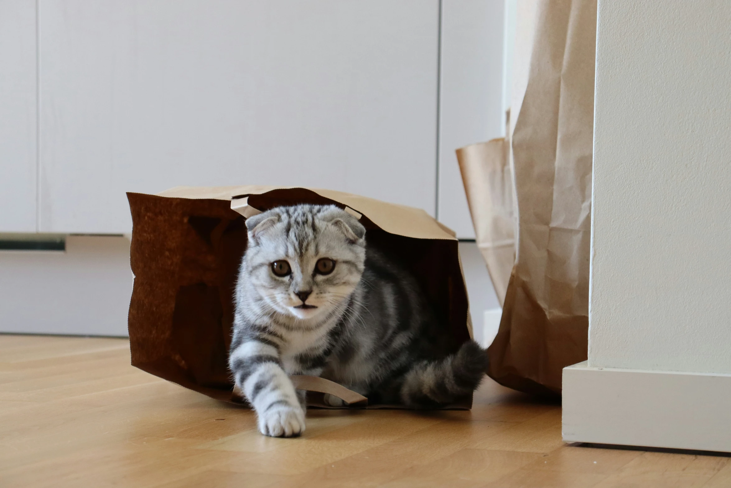 the small kitten is looking out of the paper bag