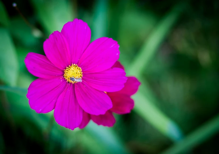 a pink flower that has a yellow center