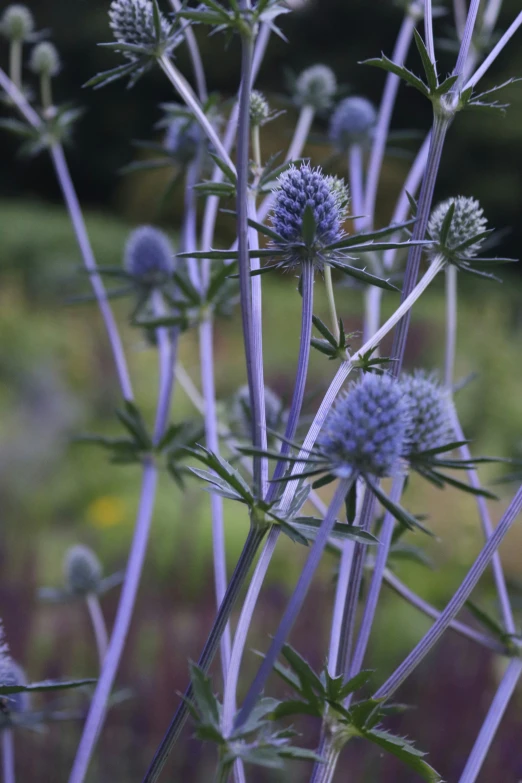 purple flowers grow in the field in the middle of the afternoon