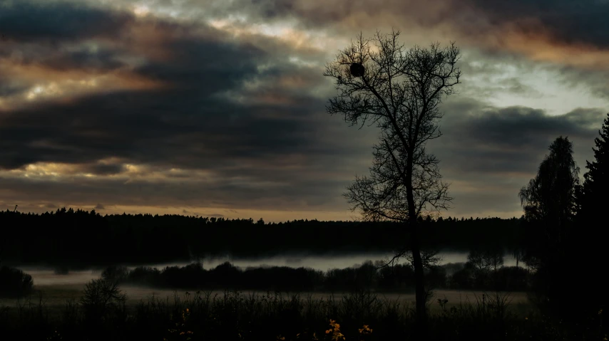 a dark forest with clouds that are gathering in it