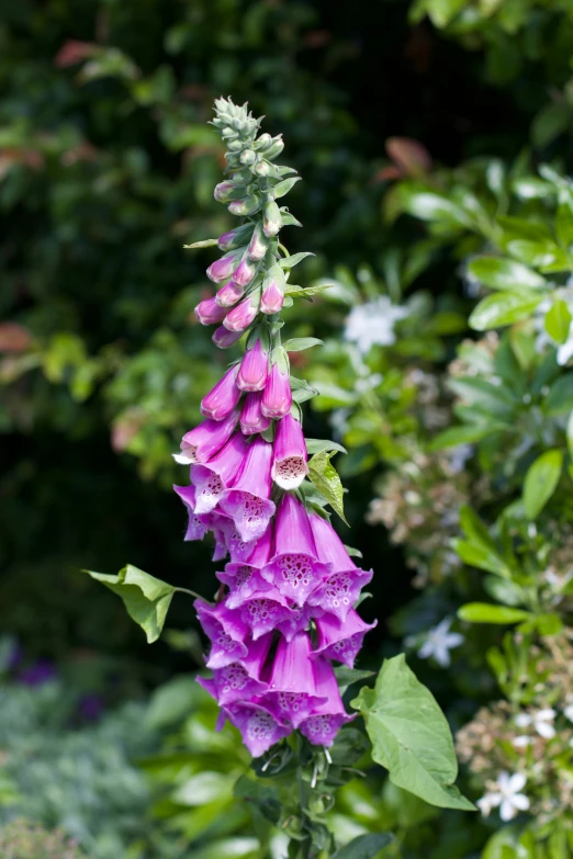 a close up of a flower that is very pretty