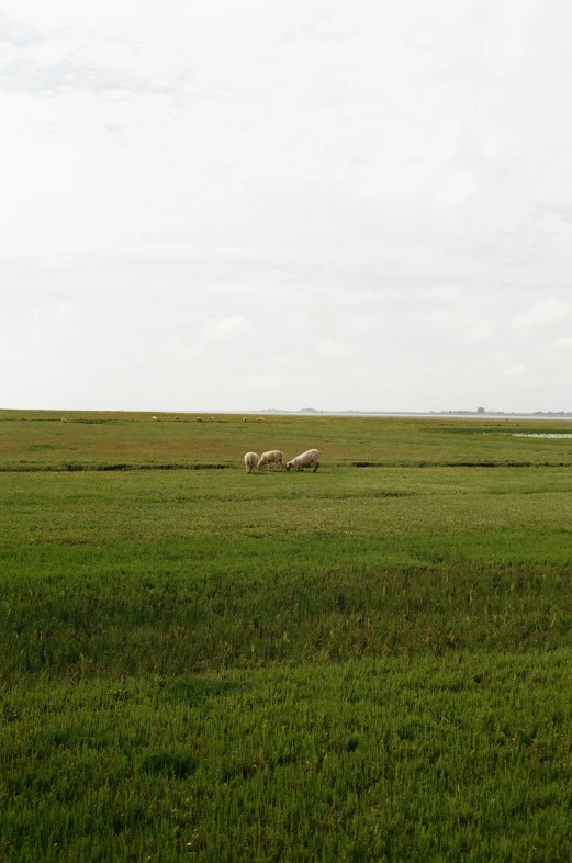 two sheep grazing in an open field on a cloudy day