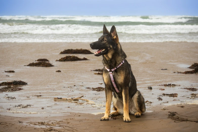 a dog that is sitting on the sand