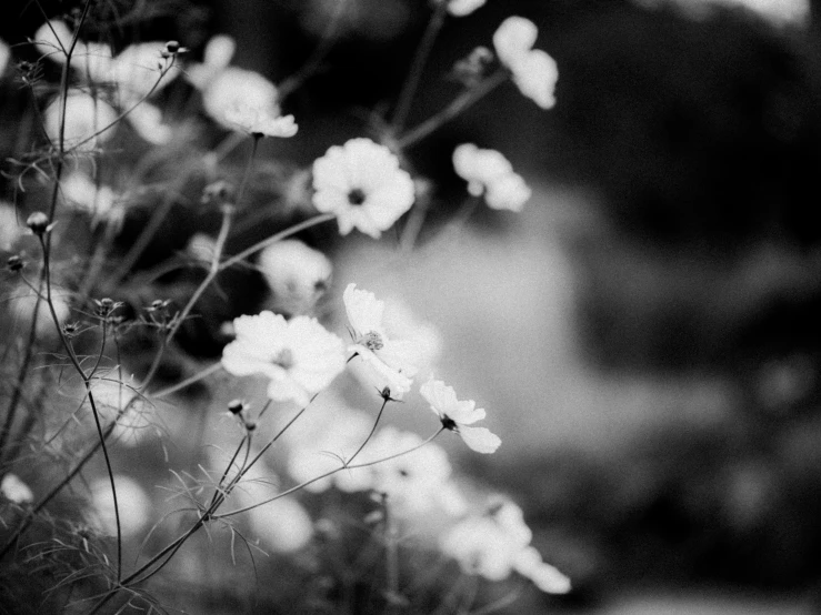 the white flower is growing on the corner of the wall