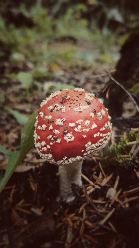 a little red mushroom sitting on the ground