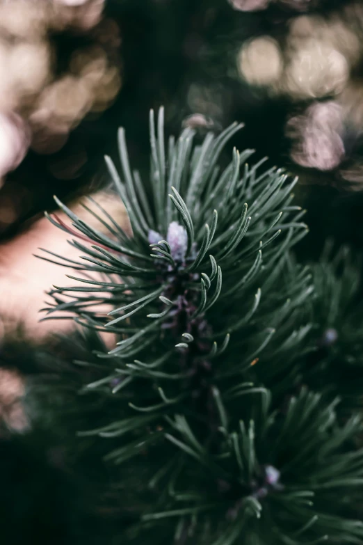 a close up view of the needles on a tree