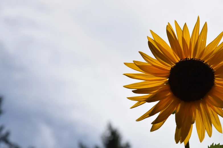 a single yellow sunflower sits in front of some trees