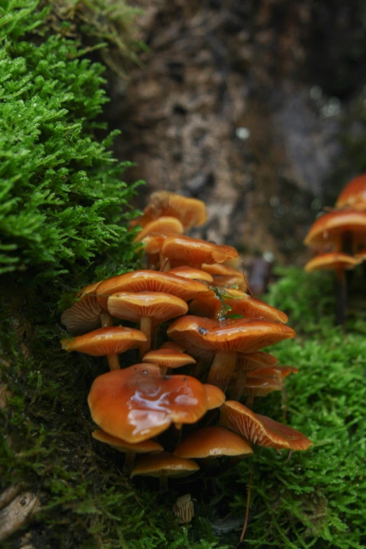 a small group of mushrooms are on the ground