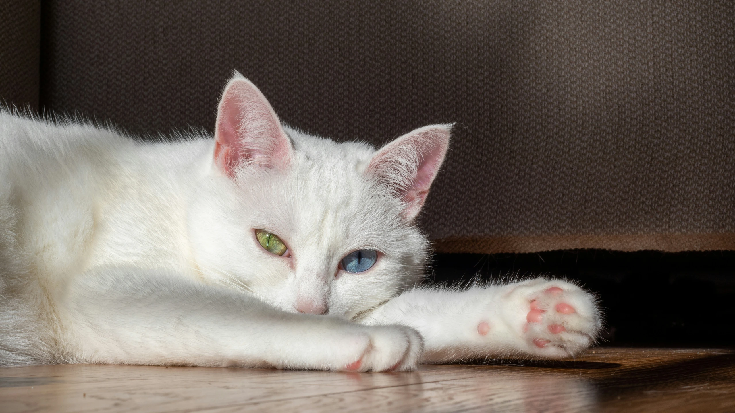 a white cat laying down on a wooden floor