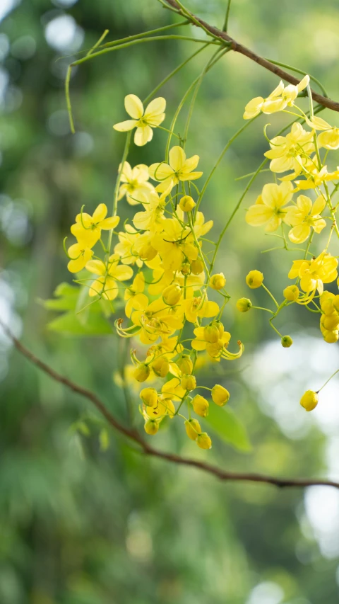 a close up image of yellow flowers on a nch