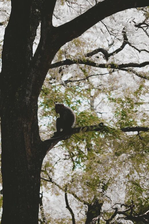 a cat that is on top of a tree nch