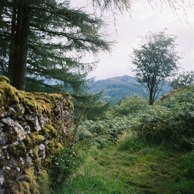 a mossy stone wall next to trees and hills