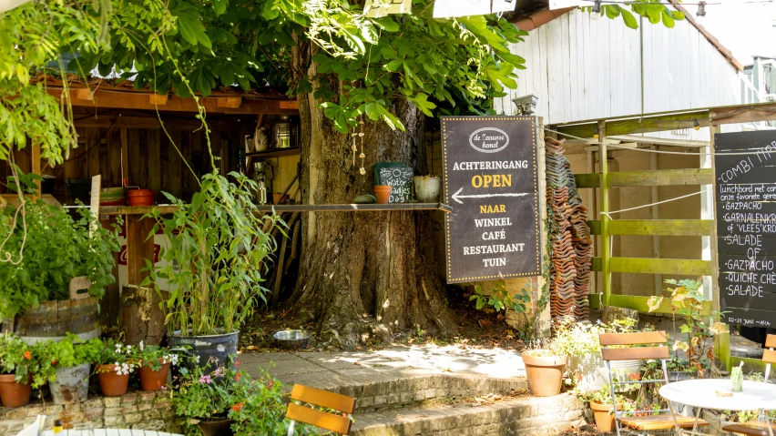 a number of potted plants are outside a house