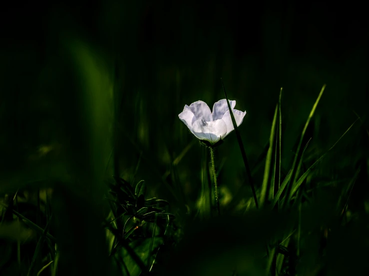 a single flower sitting in some grass