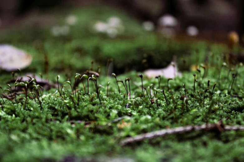 small green plants and grass next to each other