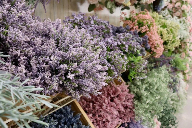 various types of flowers and plants displayed on wooden shelves