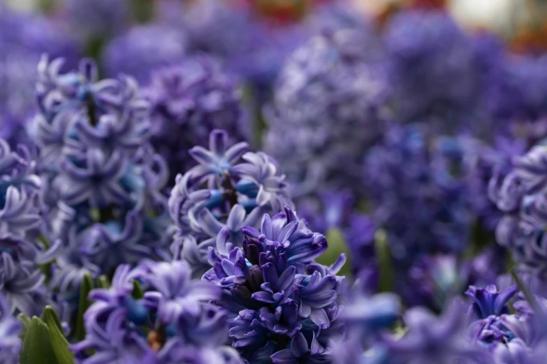 a field of purple flowers, one in front, is blurry