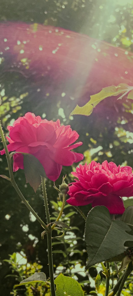 two pink flowers with bright rays coming from them