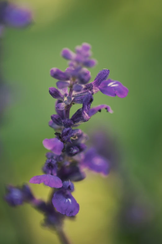 purple flowers are blooming along a green background