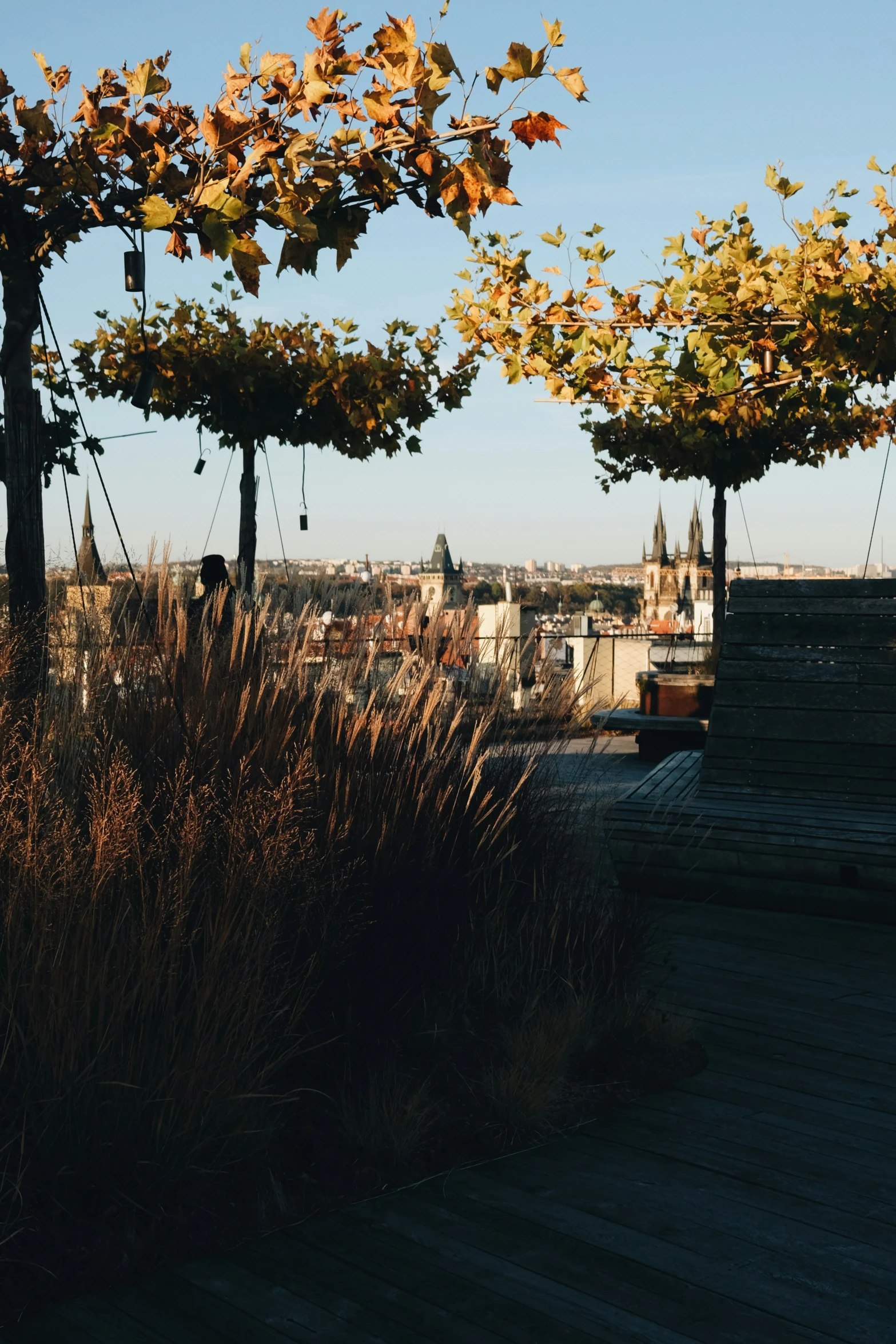 some green and yellow plants on top of some buildings