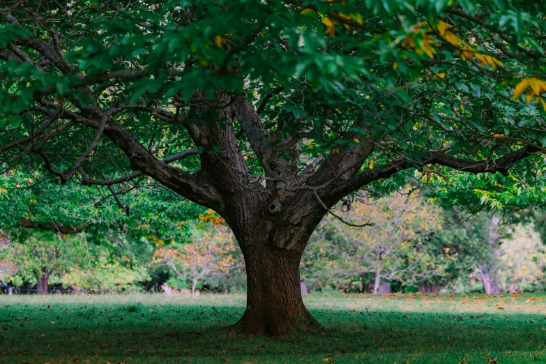 a large tree sitting next to a lush green park