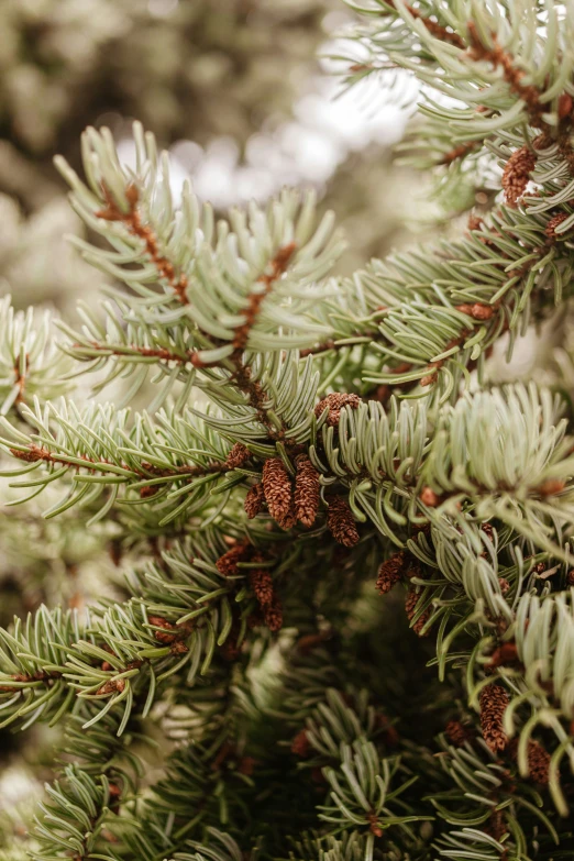 a closeup view of the needles of a evergreen tree