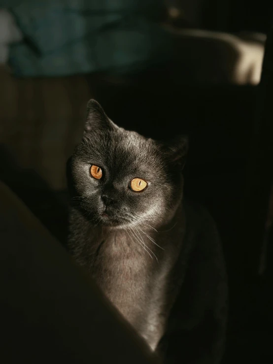 a close up of a black cat with a bright yellow eyes