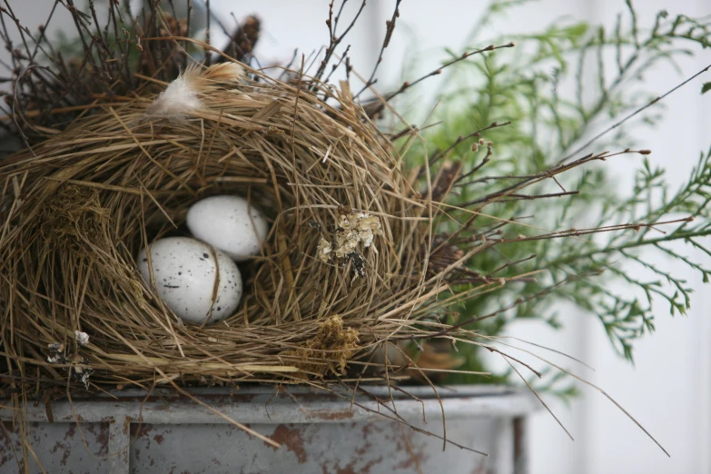 three eggs in a nest on top of a tree