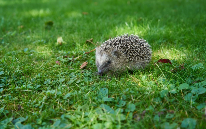 a hedge standing on top of lush green grass