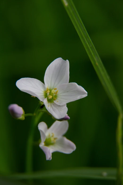 white flowers are blooming in the grass