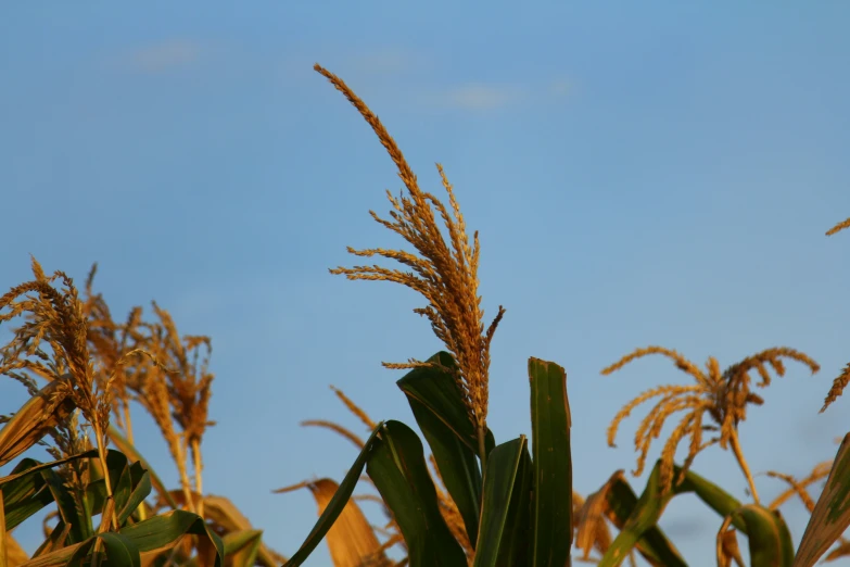 some tall grass is blowing in the wind