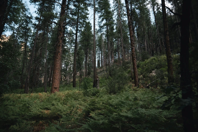 this is an image of a group of tall trees