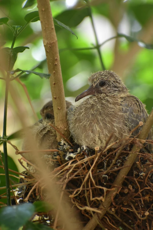 a small bird sitting in the nest of a tree