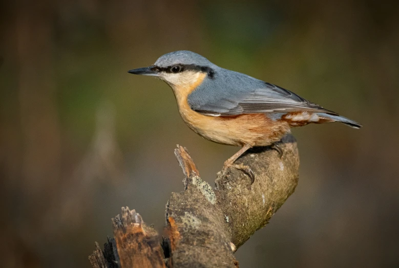 the small bird sits on the nch in the forest