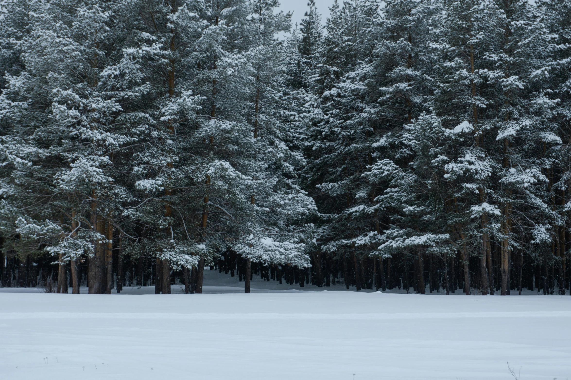 several trees in the snow next to a bench